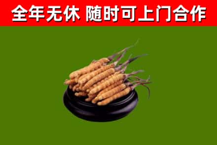 葫芦岛市回收冬虫夏草